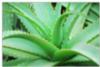 plante du mois : aloe vera plante du mois : aloe vera