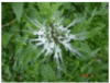 La plante du mois : L’Orthosiphon La plante du mois : L’Orthosiphon
